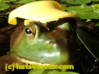 /home//u458753944/public_html/sourcegallery//Frogs/More bullfrogs/P7261264.JPG